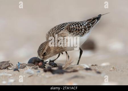 Erster Winter: Baird's Sandpiper (Calidris bairdii) am Strand von Wassenaar, Niederlande. Seltener Vagrant aus Nordamerika. Stockfoto