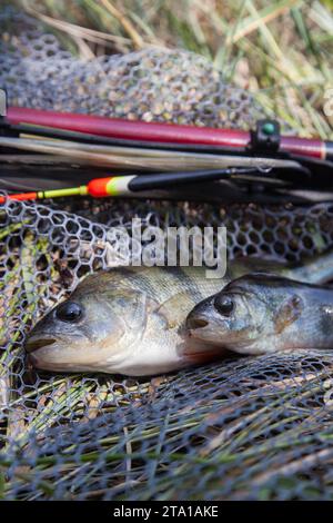 Fische fangen. Mehrere Fische von gemeinem Barsch oder europäischem Barsch, bekannt als Perca Fluviatilis mit Schwimmstab auf schwarzem Fischernetz. Stockfoto