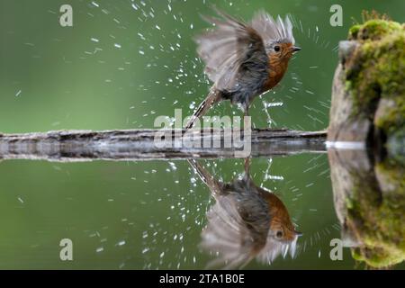 Erwachsener Europäischer Rotkehlchen, Erithacus rubecula, im Frühling in Ungarn im Wald. Nasser Vogel, der ein Bad nimmt. Stockfoto