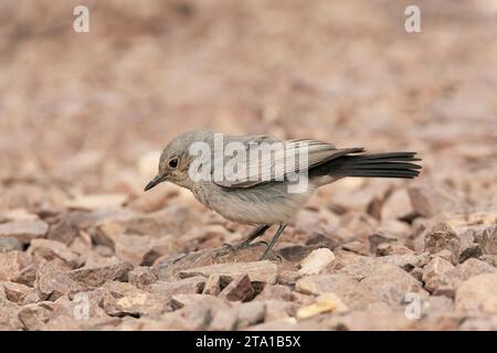 Blackstart (Cercomela melanura) ein in der israelischen Wüste ansässiger Züchter. Stockfoto