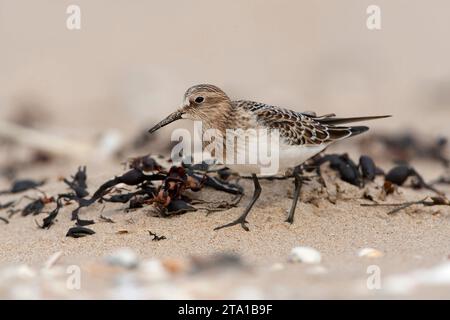 Erster Winter: Baird's Sandpiper (Calidris bairdii) am Strand von Wassenaar, Niederlande. Seltener Vagrant aus Nordamerika. Stockfoto