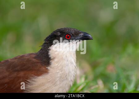 Senegal Coucal (Centropus senegalensis senegalensis) in Gambia. Auf dem Boden stehen. Stockfoto