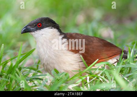 Senegal Coucal (Centropus senegalensis senegalensis) in Gambia. Auf dem Boden stehen. Stockfoto