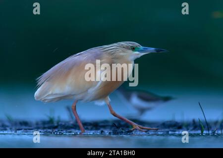 Ausgewachsener Squacco Reiher, Ardeola ralloides, im Frühjahr in Ungarn im Feuchtgebiet. Stockfoto