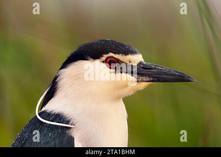 Der Schwarzgekrönte Nachtreiher, Nycticorax nycticorax, im Feuchtgebiet im Frühling in Ungarn. Auch bekannt als Schwarzkappenreiher. Stockfoto