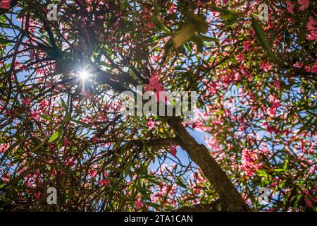 Wunderschöner Oleanderbaum mit rosa Blüten Stockfoto