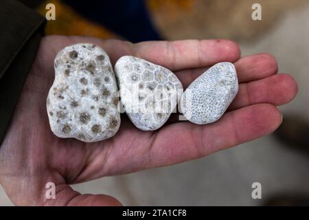 Petoskey-Steine wurden erstmals in Petoskey, Michigan, gefunden. Der Stein, der aus fossilen Korallenskeletten besteht, ist auch am Strand Charlevoix zu finden. Wenn der Stein befeuchtet wird, wird ein Wabenmuster sichtbar. Charlevoix- und Petoskey-Steine sind am Charlevoix-Strand zu finden, besonders bei starken Winden und Wellen. Charlevoix, Usa Stockfoto