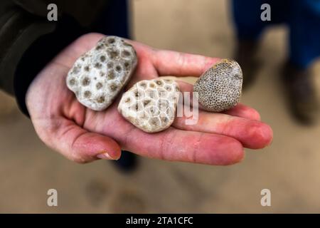 Petoskey Stein ist ein Stein, der als Edelstein poliert werden kann und aus fossilen Korallenskeletten besteht. Charlevoix- und Petoskey-Steine sind am Charlevoix-Strand zu finden, besonders bei starken Winden und Wellen. Charlevoix, Usa Stockfoto