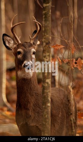 White Tail Deer Buck im Wald Stockfoto