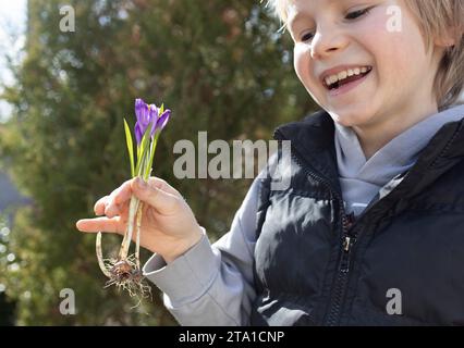 Das fröhliche Kind hält mehrere blühende lila Krokusse mit Zwiebeln und Wurzeln für die Wiederbepflanzung. Hi Spring. Earth Day-Konzept. Umwelterziehung. Wenig Stockfoto