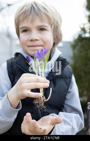 Das Kind hält mehrere blühende lila Krokusse mit Zwiebeln und Wurzeln für die Neupflanzung. Gartenarbeit mit Liebe. Earth Day-Konzept. Die Pflege der Natur liegt in der Hand Stockfoto