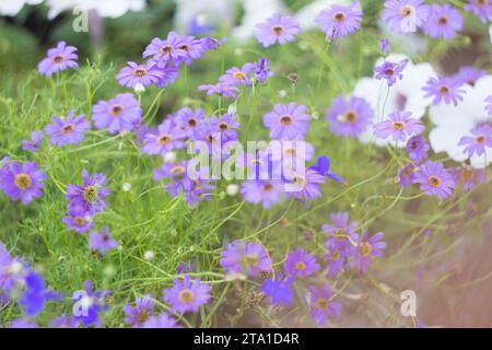 Blaues Brachycome im Sommergarten Stockfoto