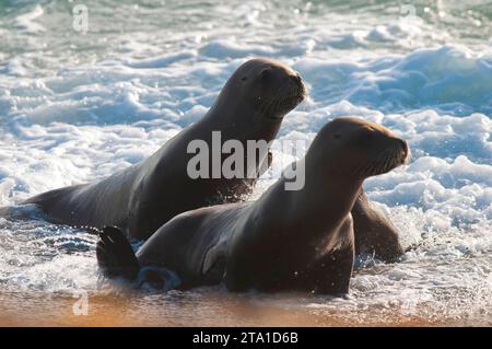 SÜDAMERIKANISCHER SEELÖWENPUP, Peninsula Valdes, Chubut, Patagonien, Argentinien Stockfoto