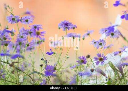 Blaues Brachycome im Sommergarten Stockfoto