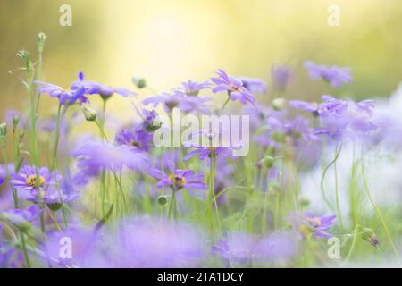 Blaues Brachycome im Sommergarten Stockfoto