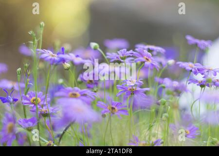 Blaues Brachycome im Sommergarten Stockfoto