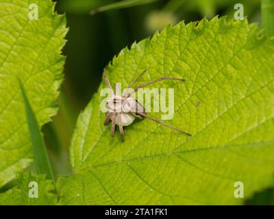 Nursery Web Spider trägt einen Eiersack Stockfoto