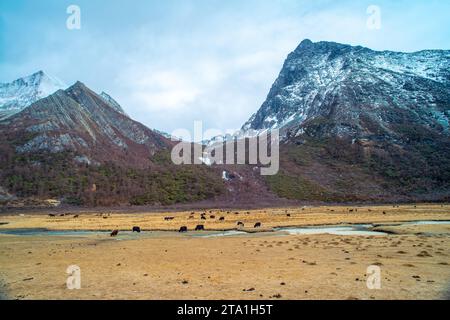 Chonggu Wiese, Wasserspiegelung im Hintergrund mit schneebedeckten Bergen im Yading Nature Reserve, Sichuan, China. Letzte Shangri-la Höhe 4.600 m. Stockfoto