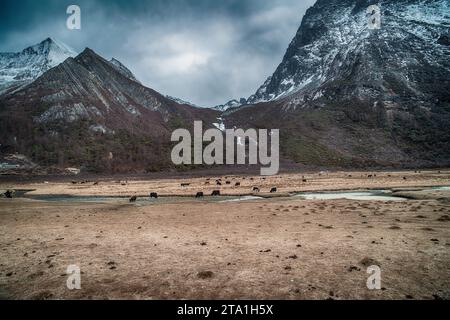 Chonggu Wiese, Wasserspiegelung im Hintergrund mit schneebedeckten Bergen im Yading Nature Reserve, Sichuan, China. Letzte Shangri-la Höhe 4.600 m. Stockfoto