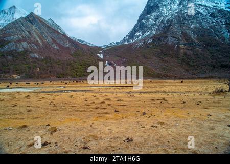 Chonggu Wiese, Wasserspiegelung im Hintergrund mit schneebedeckten Bergen im Yading Nature Reserve, Sichuan, China. Letzte Shangri-la Höhe 4.600 m. Stockfoto