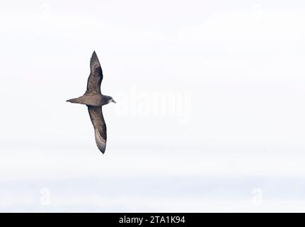 Graues Petrel (Pterodroma gouldi) vor der Küste Kaliforniens, USA. Extrem seltener Vagrant aus Neuseeland. Stockfoto