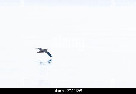 Graues Petrel (Pterodroma gouldi) vor der Küste Kaliforniens, USA. Extrem seltener Vagrant aus Neuseeland. Stockfoto