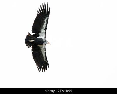 Gefährdeter California Condor (Gymnogyps californianus) auf dem Flug entlang der kalifornischen Küste. Stockfoto