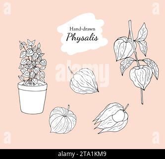 Handgezogene Physalis. Physalis Pflanze in einem Topf, Zweig von Physalis und Früchte. Tomatillo-Illustration isoliert auf weißem Hintergrund. Stock Vektor