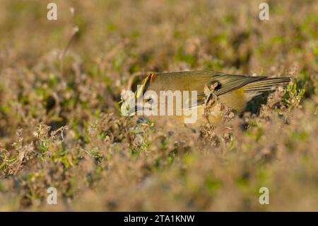 Goldcrest (Regulus regulus) thronte während der Herbstwanderung in einem Busch auf Helgoland. Stockfoto