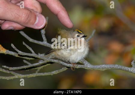 Goldcrest (Regulus regulus) thronte während der Herbstwanderung in einem Busch auf Helgoland. Stockfoto