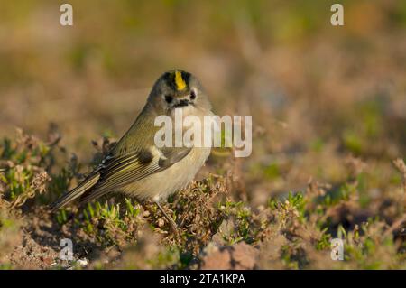 Goldcrest (Regulus regulus) thronte während der Herbstwanderung in einem Busch auf Helgoland. Stockfoto