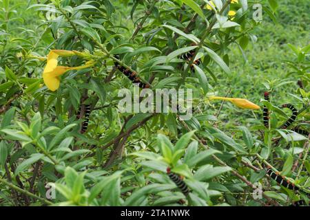 La chenille du frangipanier et Allamanda Cathartica Martinique, Martinique, Antillen Stockfoto