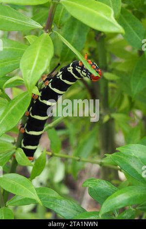 La chenille du frangipanier et Allamanda Cathartica Martinique, Martinique, Antillen Stockfoto