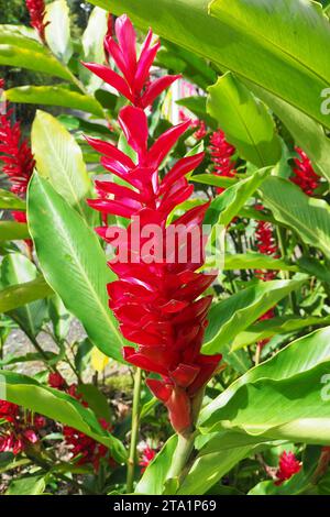 Fleur gingembre, jardin de Balata EST un jardin botanique privé de Fort-de-France, Route de Balata, Martinique, Antillen Stockfoto