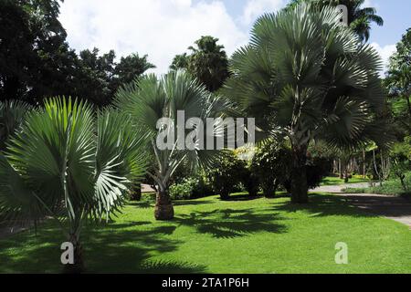 Le jardin de Balata EST un jardin botanique privé de Fort-de-France, Route de Balata, Martinique, Antillen Stockfoto