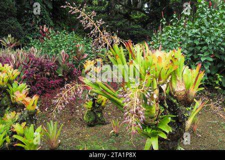 Le jardin de Balata EST un jardin botanique privé de Fort-de-France, Route de Balata, Martinique, Antillen Stockfoto