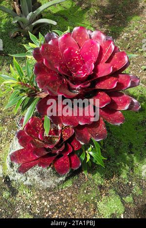 Le jardin de Balata EST un jardin botanique privé de Fort-de-France, Route de Balata, Martinique, Antillen Stockfoto