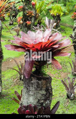 Le jardin de Balata EST un jardin botanique privé de Fort-de-France, Route de Balata, Martinique, Antillen Stockfoto