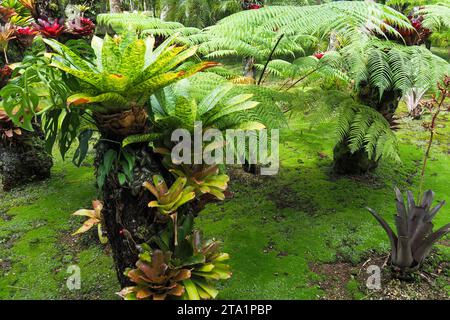 Le jardin de Balata EST un jardin botanique privé de Fort-de-France, Route de Balata, Martinique, Antillen Stockfoto