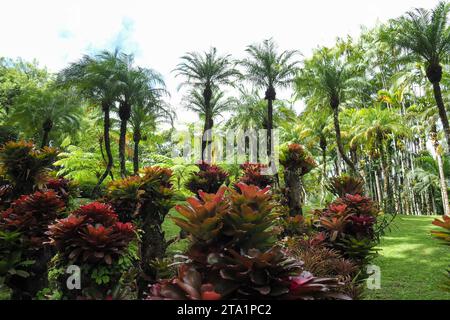 Le jardin de Balata EST un jardin botanique privé de Fort-de-France, Route de Balata, Martinique, Antillen Stockfoto