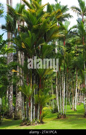 Le jardin de Balata EST un jardin botanique privé de Fort-de-France, Route de Balata, Martinique, Antillen Stockfoto