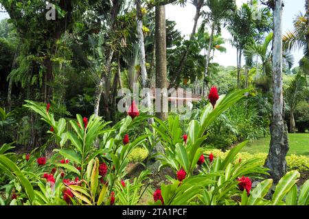 Fleur gingembre, jardin de Balata EST un jardin botanique privé de Fort-de-France, Route de Balata, Martinique, Antillen Stockfoto