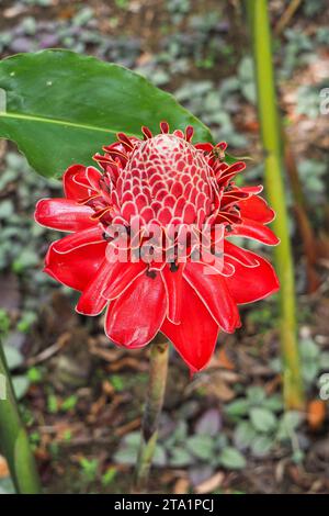 Roses de Porcelaine, jardin de Balata EST un jardin botanique privé de Fort-de-France, Route de Balata, Martinique, Antillen Stockfoto