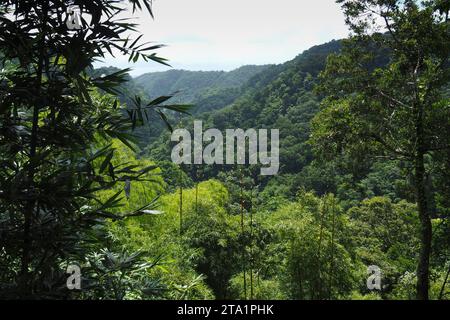 Le jardin de Balata EST un jardin botanique privé de Fort-de-France, Route de Balata, Martinique, Antillen Stockfoto