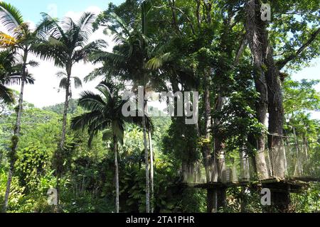 Le jardin de Balata EST un jardin botanique privé de Fort-de-France, Route de Balata, Martinique, Antillen Stockfoto