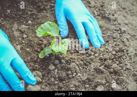 Männerhände in blauen Handschuhen, die Gurken und Tomaten Pflanzen Stockfoto