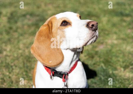 Porträt des Beagle-Hundes auf dem Rasen Stockfoto