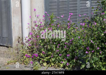 Einjähriges Silberblatt, an einer Häuserfassade, Garten-Silberblatt, Judas-Silberling, Silberblatt, Judas-Pfennig, Silbertaler, Garten-Mondviole, Luna Stockfoto