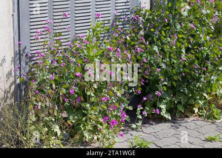 Einjähriges Silberblatt, an einer Häuserfassade, Garten-Silberblatt, Judas-Silberling, Silberblatt, Judas-Pfennig, Silbertaler, Garten-Mondviole, Luna Stockfoto