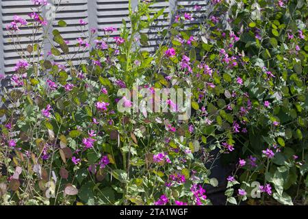 Einjähriges Silberblatt, an einer Häuserfassade, Garten-Silberblatt, Judas-Silberling, Silberblatt, Judas-Pfennig, Silbertaler, Garten-Mondviole, Luna Stockfoto